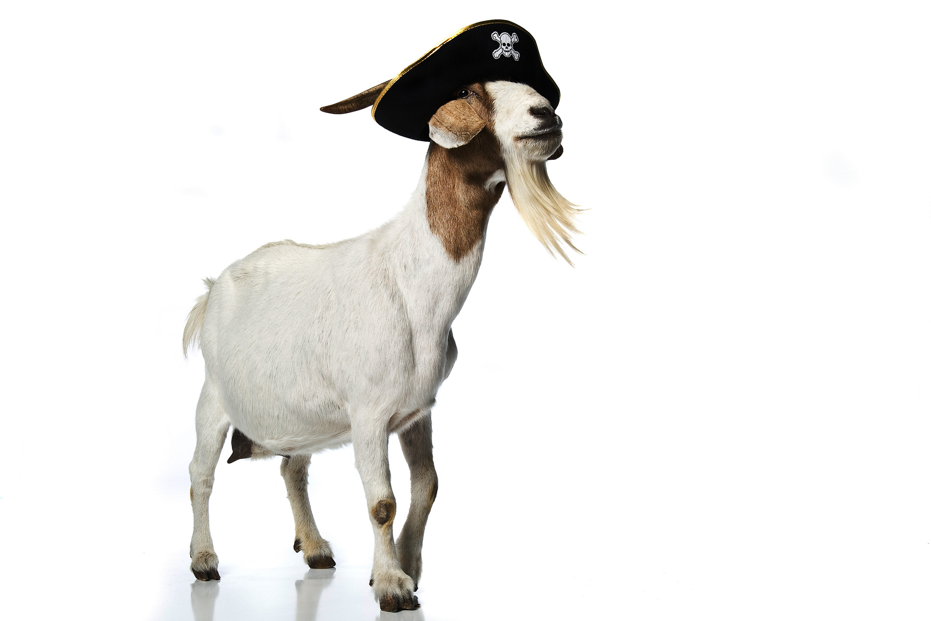 Pirate_Goat