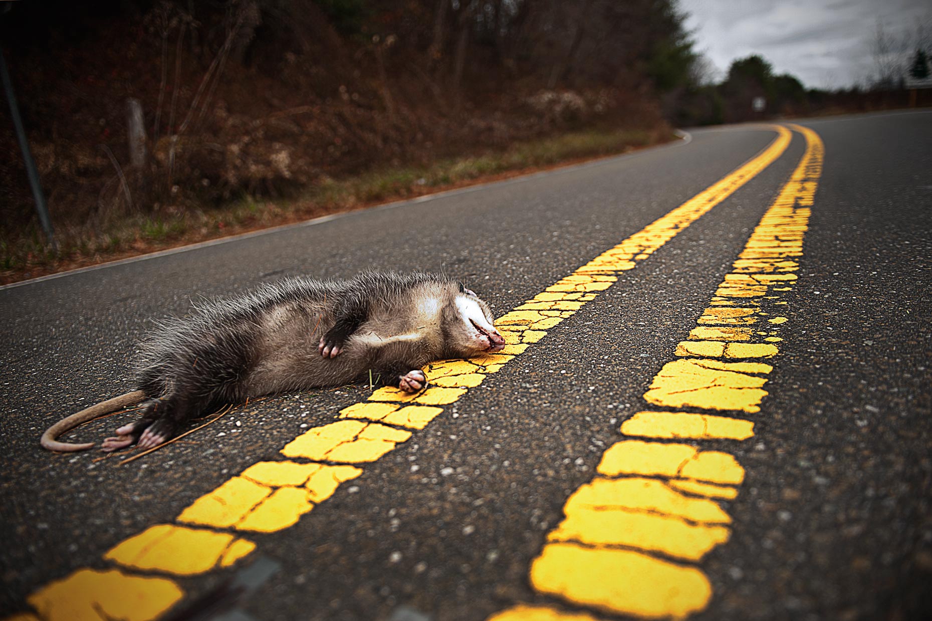 Sleepin_Possum_WEB